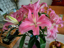 悦多彩AB级优质香水百合 家庭办公室各色生活鲜花 昆明基地 现采直发 随机单色百合10朵（双头5枝） 实拍图