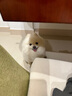 愛肯拿（ACANA）狗粮 海洋盛宴 成犬幼犬 靓毛鱼肉全价犬粮原装进口2kg 效期26/2 实拍图