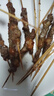 鲜京采内蒙古孜然羊肉串净重2斤 （50串）露营户外烧烤 京东自有品牌 实拍图