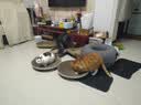 【京东快递】猫抓板磨爪猫窝椭圆形猫抓盆猫抓板巨大耐磨特大号 大号猫爪板40*40【10斤内 随机花边】 下单送猫薄荷 实拍图