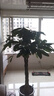 叹为观止大型植物发财树各种大颗盆栽开业乔迁客厅办公室内好养大型花卉 辫子发财树【1.2-1.4米】 不含盆 实拍图