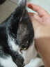 皇家猫粮挑嘴成猫粮全价营养成猫猫粮通用粮 送猫砂罐头 EF38【肠道口感香味三合一】20kg 实拍图