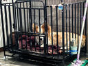 北鼻狗【升级全管加强 】狗笼中型犬大型犬狗笼子宠物狗狗笼子金毛用品 升级四面全管底部加强 黑色 94*64*85CM 建议70斤内 实拍图