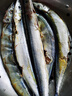 朵芙 新鲜秋刀鱼 4斤 净重独立包装刀鱼秋刀鱼烧烤食材海鲜水产 【新鲜秋刀鱼4斤】500g*4袋 实拍图