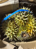 梦宛怡榴莲金枕新鲜果整箱一整个带壳泰国进口巴掌金枕头榴莲时令水果 净重3-4斤精选老树果（出肉率更高） 泰国进口金枕榴莲 实拍图