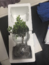 开时果 小叶赤楠盆景摆件 办公室桌面绿植花卉好养盆栽植物源头直发包邮 【热销款】舍得紫砂盆+黑石+底座 实拍图