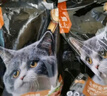 亿迪  猫粮全价成猫幼猫国产蓝猫布偶流浪猫全阶段20斤 实拍图