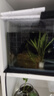高清热弯浮法透明玻璃鱼缸客厅家用造景装饰生态中小型生态金鱼缸 热弯鱼缸-裸缸 长35*宽20*高22cm 实拍图
