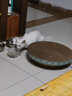 疯狂的主人猫抓板窝碗形大号猫抓盆不掉屑猫窝宠物猫玩具瓦楞纸猫爪板 实拍图