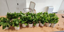 双盟绿萝盆栽除甲醛花卉绿植办公室新房净化空气110竖纹盆8盆源头直发 实拍图