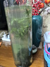 MPPMCK观音竹 水培米竹水培鱼缸玻璃瓶带根苔藓球植物室内禅意盆栽凤尾 水培款20根苔藓球翡翠观音竹30cm 实拍图