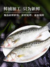 仙泉湖冷冻白蕉海鲈鱼2斤 肉厚刺少生鲜水产食材1斤*2条 生鲜食材 实拍图