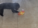 疯狂的主人猫玩具小黄鸭漏食器冻干发射器猫咪狗狗自嗨解闷放零食玩具逗猫棒 实拍图