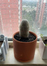 花盆 陶土红陶花盆圆柱形带托盘多肉绿萝简约鲜栽仙人掌陶瓷泥瓦 中号带托盘【13x13.3】 红陶 实拍图