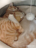 欢宠网猫玩具猫咪逗猫棒猫薄荷磨牙棒自嗨解闷神器磨牙猫猫小猫幼猫宠物 实拍图