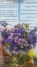 爱满（AIMAN）云南鲜花干花花束勿忘我情人草组合满天星客厅真花插花家居摆设 紫粉黄红勿+草+水晶  约30支 实拍图