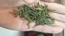 福茗源茶叶 雀舌绿茶 2026新茶春茶明前贵州湄潭翠芽袋装茶叶口粮茶100g 100g*1袋 实拍图