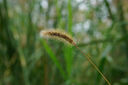 适马（SIGMA）56mm F1.4 DC DN｜Contemporary 半画幅大光圈定焦镜头 人像特写（适马56 f1.4索尼E卡口） 实拍图