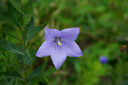适马（SIGMA）56mm F1.4 DC DN｜Contemporary 半画幅大光圈定焦镜头 人像特写（适马56 f1.4索尼E卡口） 实拍图