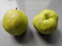 隰县玉露香梨山西隰县玉露香梨小西天特产梨子脆甜无渣多汁当季新鲜梨子礼盒装 9颗特大果 净重8斤 实拍图