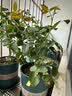 瑞典女王月季夏季耐晒灌木月季带花苞四季开花玫瑰大苗阳台庭院 艾莎原盆原土发货中苗25cm左右 实拍图