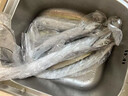 七条船舟山带鱼新鲜 野生小眼睛海钓带鱼 刀鱼 整条 海鲜水产 生鲜 鱼类 1500g（5-6两/条）共5-6条 实拍图