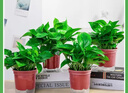双盟绿萝盆栽除甲醛花卉绿植办公室新房净化空气180加仑2盆装源头直发 实拍图