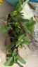 草莓苗四季奶油草莓苗种植盆栽阳台庭院地栽当年结果南方北方种植 奶油草莓 【特别推荐4盆装】 实拍图
