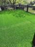 假草坪仿真人造草坪塑料绿色地毯天台阳台屋顶阳光房别墅庭院户外 2.5厘米加厚特密春草【1米宽】 1米长【人工裁剪】 实拍图