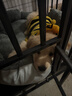 北鼻狗【升级全管加强 】狗笼中型犬大型犬狗笼子宠物狗狗笼子金毛用品 升级四面全管底部加强 黑色 125*95*105 建议130斤内 实拍图