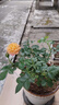 果汁阳台月季花苗四季开花卉盆栽绿植物室内花易活玫瑰带花苞庭院 果汁阳台【大花浓香，月月开分枝多】 【带花苞】【盆口径15cm】原盆冠25高35 实拍图