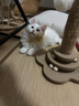 petofstory宠物猫零食冻干鸡脖100g 磨牙洁齿猫咪磨牙棒猫咪零食用品 实拍图