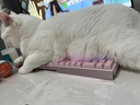 皇家室内成猫粮 I27 通用粮 12月以上 4.5KG 实拍图