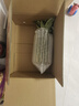 都乐Dole 菲律宾无冠凤梨 菠萝 中果2个*800g起 酸甜可口源头直发包邮 实拍图