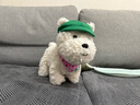 babycare电动毛绒玩具娃娃玩偶生日礼物西高地【帽子和三角巾】 实拍图