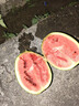 现摘现发2k西瓜当季手剥薄皮小糖丸西瓜新鲜水果冰糖子小西瓜 3-4斤（1-2个） 实拍图