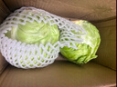 山东新鲜甘蓝包菜卷心菜圆白菜新鲜嫩绿莲花白现摘现发早餐减脂 新鲜包菜 1.5-2斤 人工挑拣 实拍图