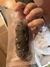 辽参【大连产地】有机冷冻海参3斤装10-12头*3非即食独立包装源头直发 实拍图