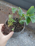 滨淇草莓苗奶油草莓四季草莓苗当年结果草莓苗带原土5棵源头直发 实拍图