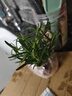 迷迭香苗盆栽可食用驱蚊植物香草薄荷苗绿植物室内煎牛排水培花卉 迷迭香原盆土一盆 盆径约12cm 含盆高约25cm 实拍图
