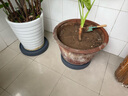 可移动花盆托盘带轮子底座万向轮滚轮接水盘底托塑料加厚盆栽圆型 【米色储水托盘】 【内径38cm带轮】 实拍图