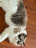宽福（KUANFU）猫零食罐头鸡丝高汤补水猫罐头成猫幼猫母猫产后85克*15罐 实拍图