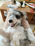 Orijen渴望狗粮 六种鱼 成犬幼犬全价鱼肉美毛进口犬粮2kg效期26/2 实拍图