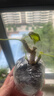 竹芋类盆栽花卉好养耐热粉公主植物自动吸水盆懒人绿植花卉 天竺葵冠幅约10CM高约10CM 透明早安盆/盆径11*12cm送肥料 实拍图