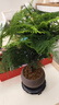 开时果 文竹盆栽桌面摆件盆景 办公室植物竹子水培绿植盆景源头直发包邮 【热销款】舍得紫砂盆+苔藓+底座 实拍图
