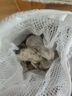 派乐特 鱼缸生蚝壳滤材鱼池过滤牡蛎天然海蛎装饰贝壳平衡ph值锦鲤着色 实拍图