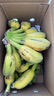 广西小米蕉当季新鲜应季水果日日鲜香甜小香蕉芭蕉孕妇水果整箱 净重3斤 酸甜口的小香蕉 实拍图