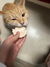 麦富迪全价猫狗通用冻干宠物月饼 月饼20g（10g*2） 实拍图
