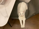 荒野盛宴无谷鸭肉鹌鹑成幼全猫粮 去火泪痕克软便6.35kg美版 效期27年2月 实拍图