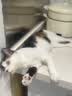 喵丽丝猫抓板猫爬架一体耐磨不易掉屑剑麻抓柱耐抓逗猫棒猫咪玩具自嗨 【品质款】四合一猫抓柱40cm 收藏加购优先发货 实拍图